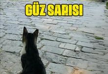  fotoğrafı